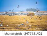 Gulls, storks, and other birds feeding in a recently harvested rice field located in Isla Mayor, Doñana marshes, Seville, Spain.