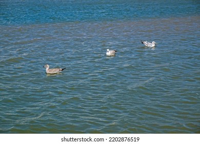 Gulls Swimming On The Sea In Weston-super-Mare, UK