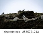 Gulls Walk near on the Ballestas Islands in the Pacific Ocean