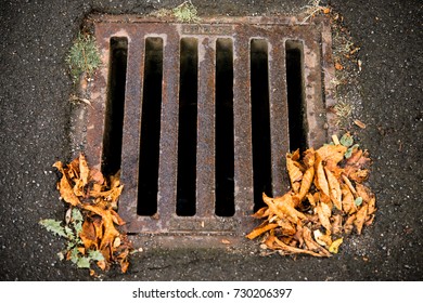 Gully In Autumn With Leaves