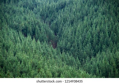 Gully Of Pinus Radiata Pine Trees