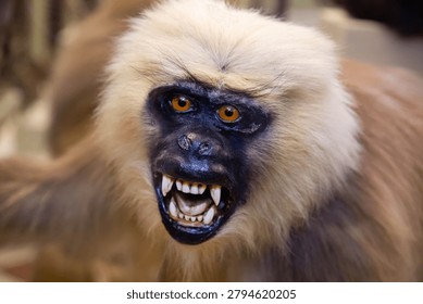 Gulman the monkey with sharp teeth on a light background. Wildlife, mammals, predators.