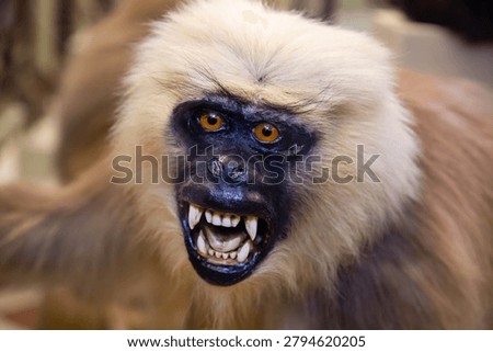 Gulman the monkey with sharp teeth on a light background. Wildlife, mammals, predators.