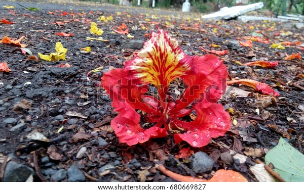 Gulmohar Flower Hindi Urdu Gul Means Stock Photo Edit Now