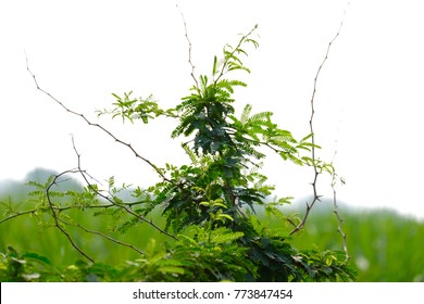 gum arabic tree, Babool, Maharashtra India