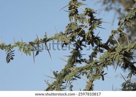 Gum arabic tree closeup. Selective focus. Babul. Vachellia nilotica. Acacia nilotica. thorn mimosa. Egyptian acacia. thorny acacia.