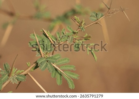 Gum arabic tree closeup. Selective focus. Babul. Vachellia nilotica. Acacia nilotica. thorn mimosa. Egyptian acacia. thorny acacia.
