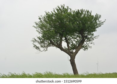 Gum Arabic tree Indian Babool tree Acacia Nilotica green Rainy season monsoon 