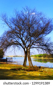 gum arabic tree near lake landscape
