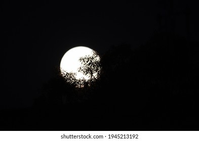 Gum Leaf Silhouette On Bright Moon