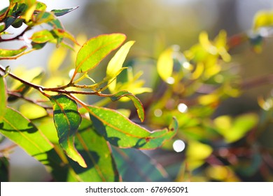 Gum Leaves