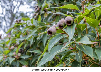 Gum Leaves Close Up.