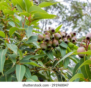 Gum Leaves Close Up.