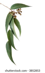 Gum Leaves And Gumnuts Form A Border On White Background.