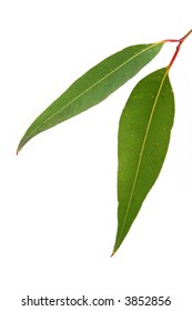 Gum Leaves On White Background.