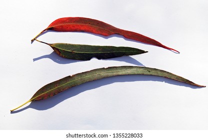 Gum Leaves Of The Shining Gum (Eucalyptus Nitens) Growing In Mountainous Locations In Victoria And New South Wales, Australia.