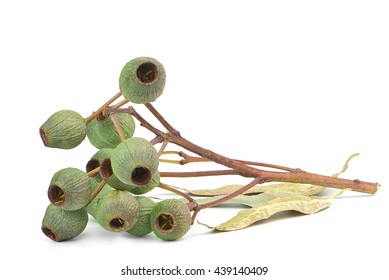 Gum Nut Branch With Dried Leaf Isolated On White Background