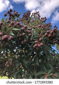 A Gum Nut Tree In The Garden