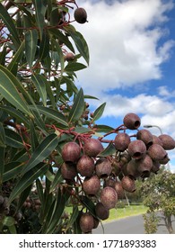 A Gum Nut Tree In The Garden