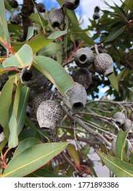 A Gum Nut Tree In The Garden