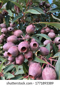 A Gum Nut Tree In The Garden