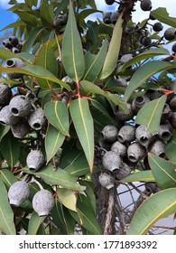 A Gum Nut Tree In The Garden