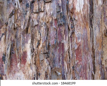 Gum Tree Bark Eucalyptus Detail