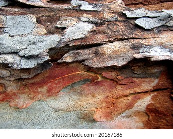 Gum Tree Bark Textures 1