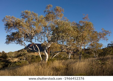 Gum tree (eucalyptus pauciflora) tree native in Western Australia near Tom Price in sunset