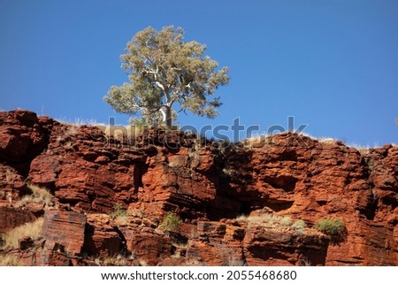 Gum tree (eucalyptus pauciflora) tree native in Western Australia above the red rock in Joffre Gorge