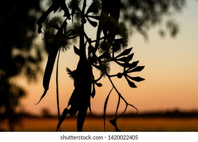 Gum Tree Flowers And Leaves With Sunset Silhouette 