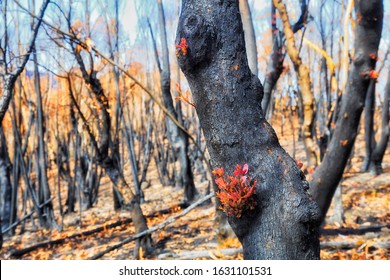 Gum tree forest burnt after severe bushfires in Australian Blue Mountains with new sprouts of new life.