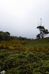 Gum Tree And Grass Covering Subalpine Hill