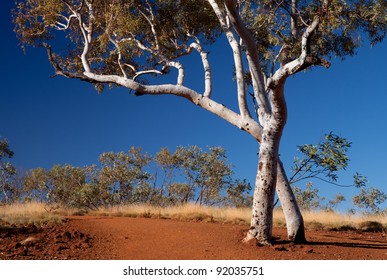 Gum Tree At Karijini National Park.