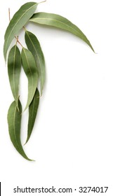 Gum Tree Leaves Form A Border Against A White Background.