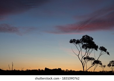 Gum Tree Silhouette At Sunset