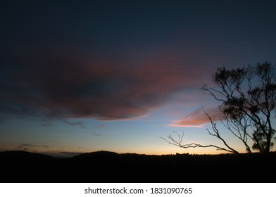 Gum Tree Silhouette At Sunset