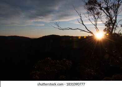 Gum Tree Silhouette At Sunset