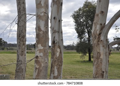 Gum Tree Trunks Redesdale Victoria Australia