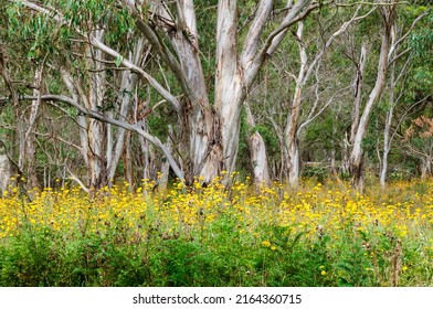 Gum Trees Behind A Thick Carpet Of Daisies - Dorrigo, NSW, Australia