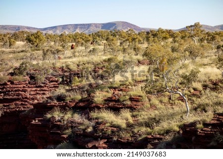 Gum trees (eucalyptus pauciflora) which are native in Western Australia. Landscape with red rocks in Joffre Gorge