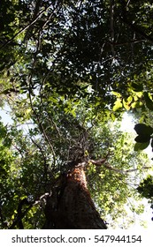 Gumbo Limbo