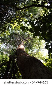 Gumbo Limbo