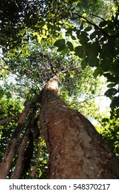 Gumbo Limbo