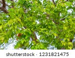 Gumbo-limbo (Bursera simaruba) tree leaves - Anne Kolb / West Lake Park, Hollywood, Florida, USA