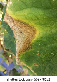 Gummy Stem Blight Disease On Cucumber Stock Photo 559778245 | Shutterstock