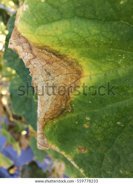 Gummy Stem Blight Disease On Cucumber Stock Photo 559778233 | Shutterstock