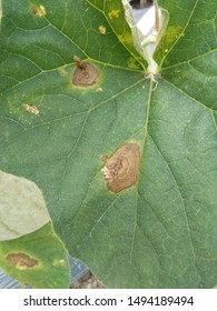 Didymella bryoniae Images, Stock Photos & Vectors | Shutterstock