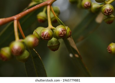 Gumnut Babies 
Australian Gum Tree