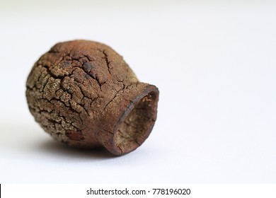 Gumnut On White Background